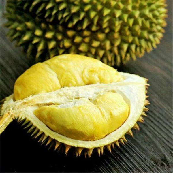 Durian Extract Powder